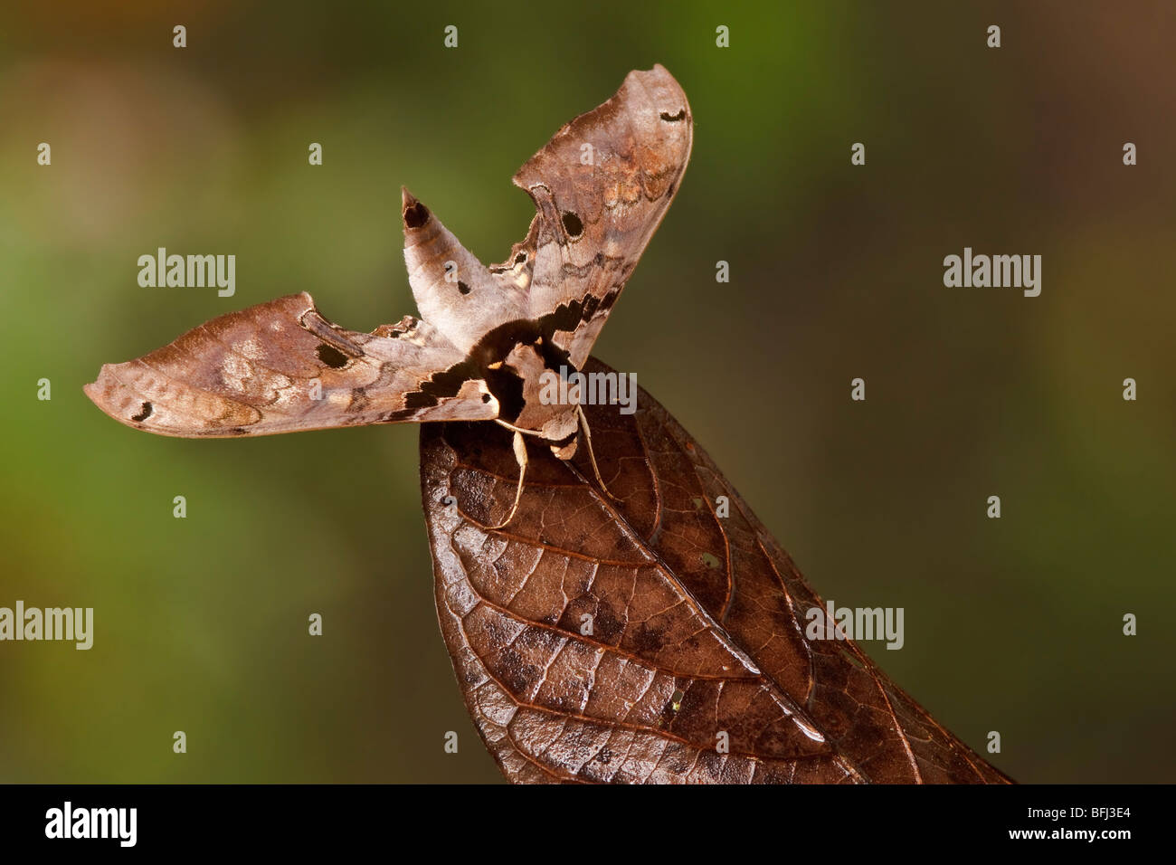A moth in the Tandayapa Valley of Ecuador. Stock Photo