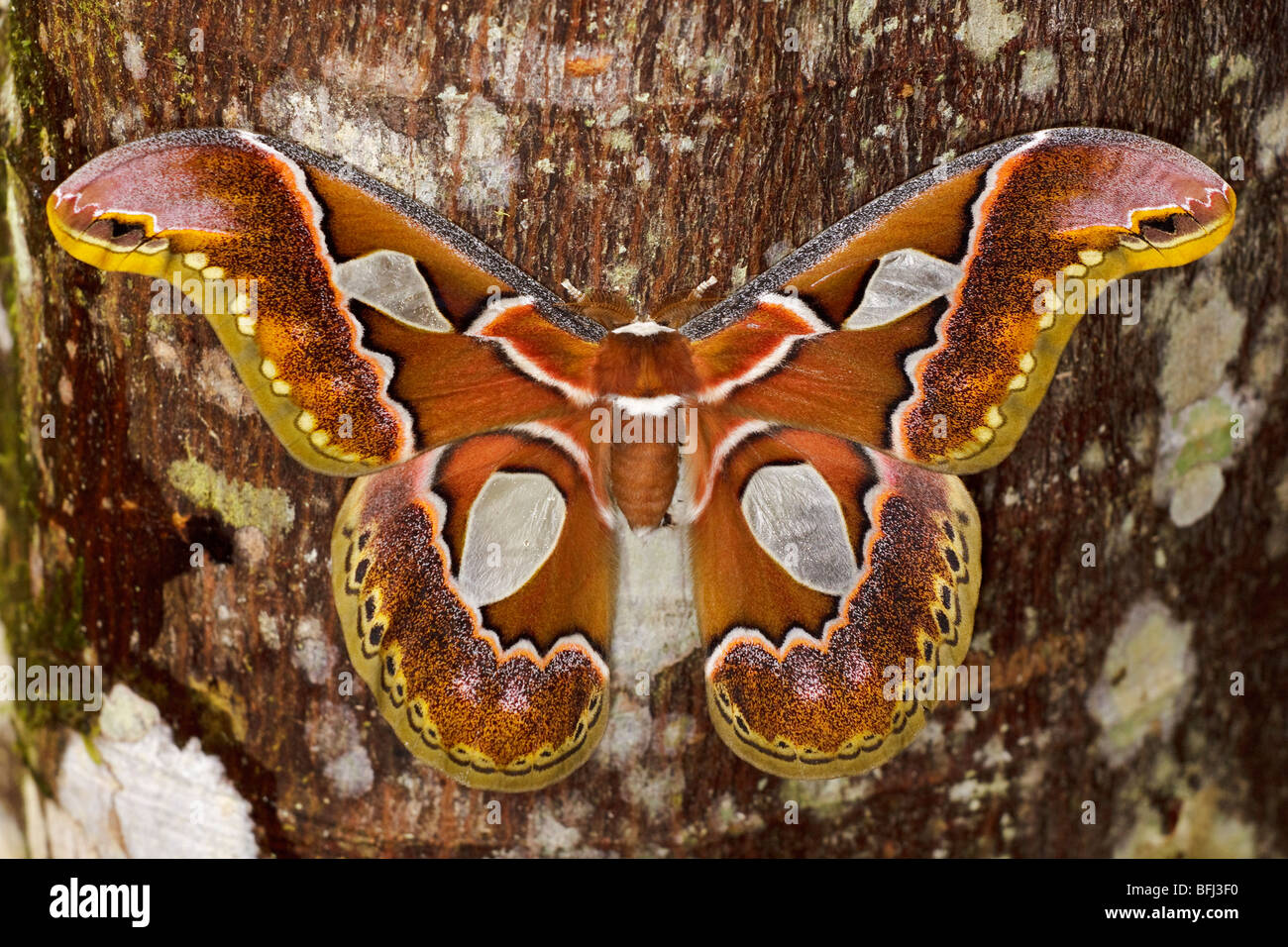 A large moth perched on a tree trunk in the Tandayapa Valley of Ecuador. Stock Photo