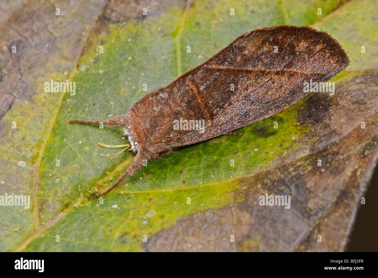 A moth in the Tandayapa Valley of Ecuador. Stock Photo