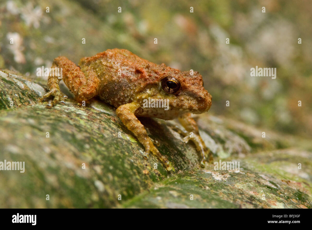 A treefrog in the Tandayapa Valley of Ecuador. Stock Photo