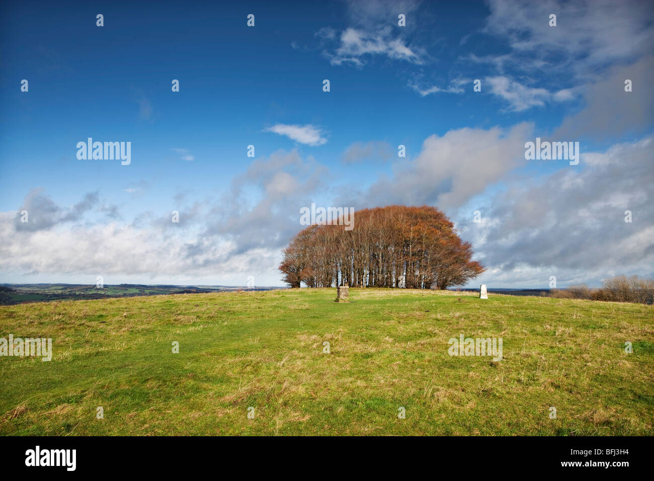Win Green Hill in the Autumn, Wiltshire against a blue sky with the distinctive group of trees on the hilltop Stock Photo