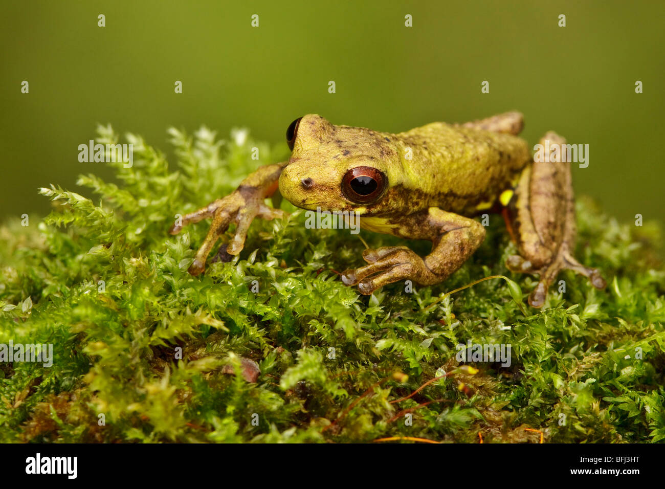 A treefrog perched on a mossy rock in the Tandayapa Valley of Ecuador. Stock Photo