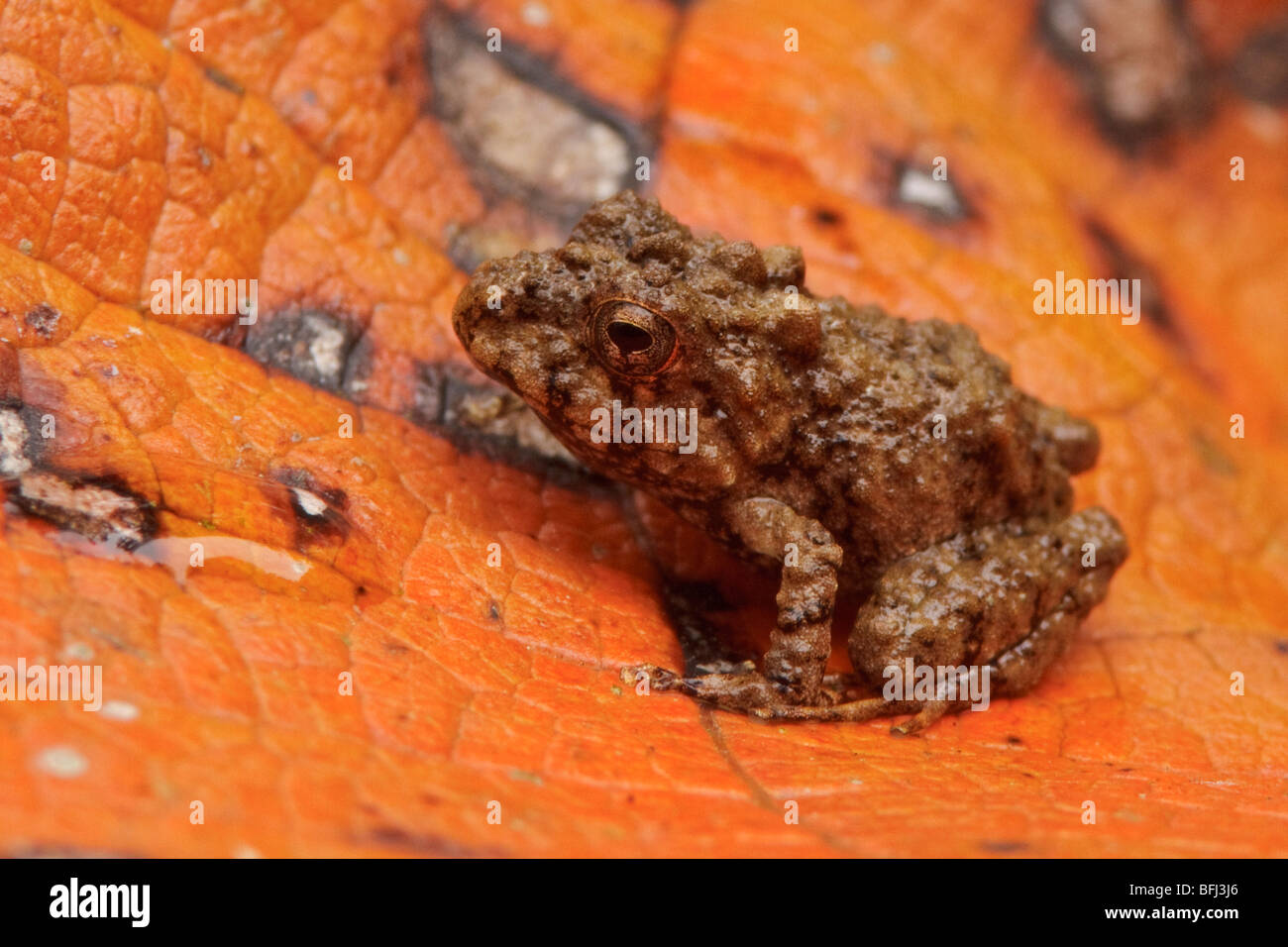 A treefrog in the Tandayapa Valley of Ecuador. Stock Photo