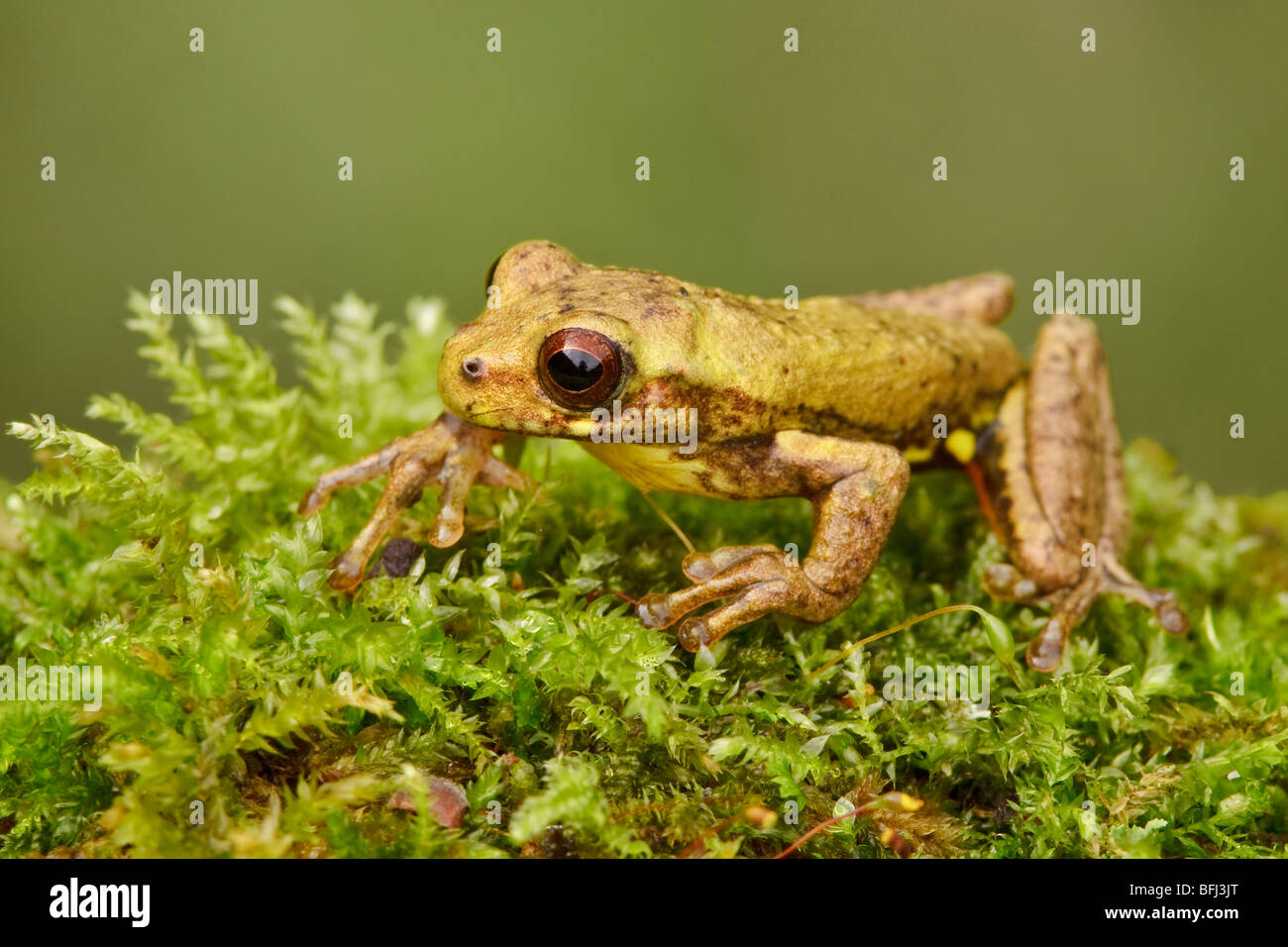 A treefrog perched on a mossy rock in the Tandayapa Valley of Ecuador. Stock Photo