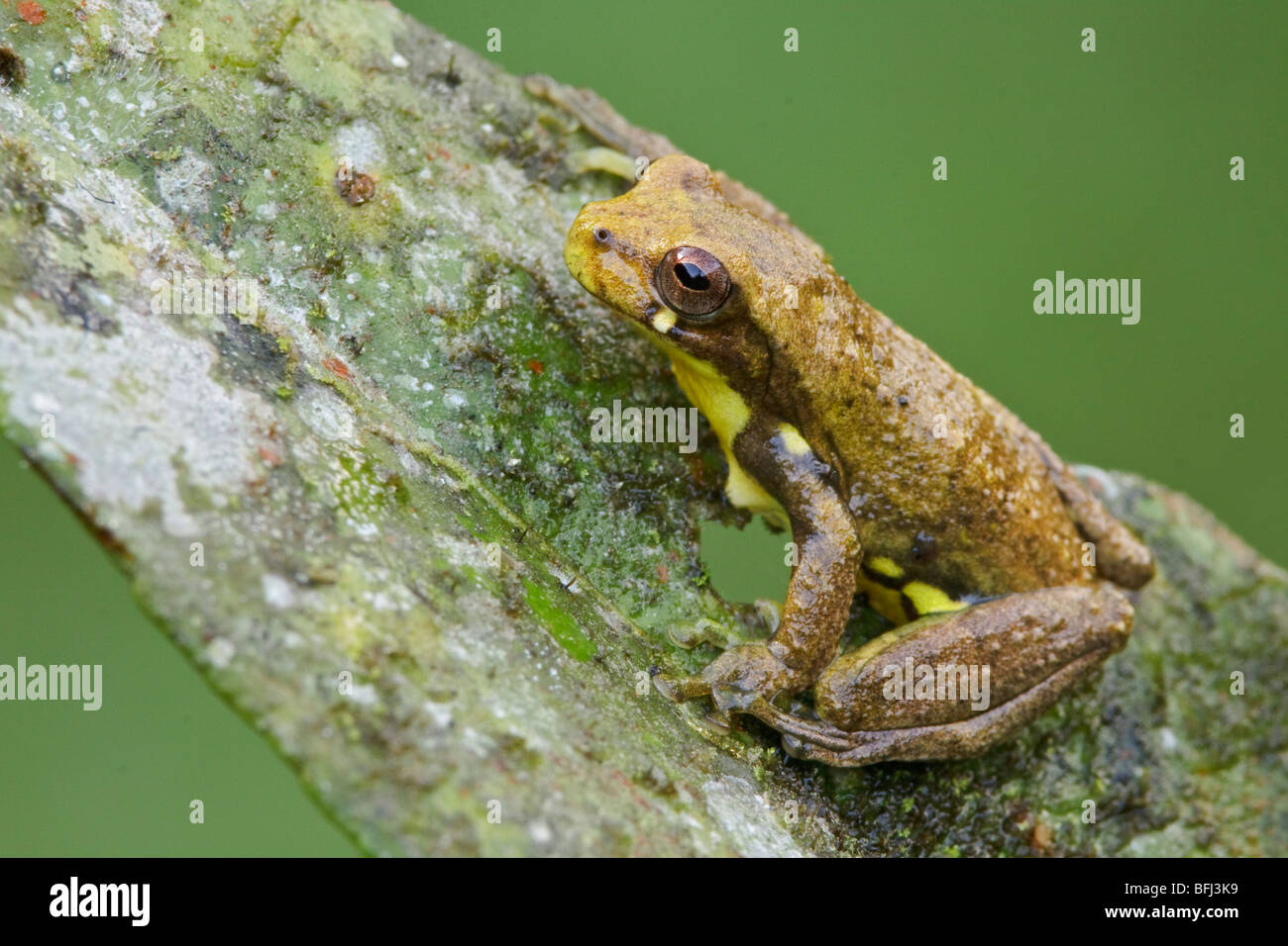 A treefrog perched on a leaf in the Tandayapa Valley of Ecuador Stock ...