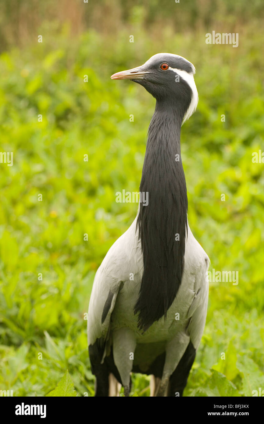 Demoiselle Crane (Anthropoides virgo). Stock Photo