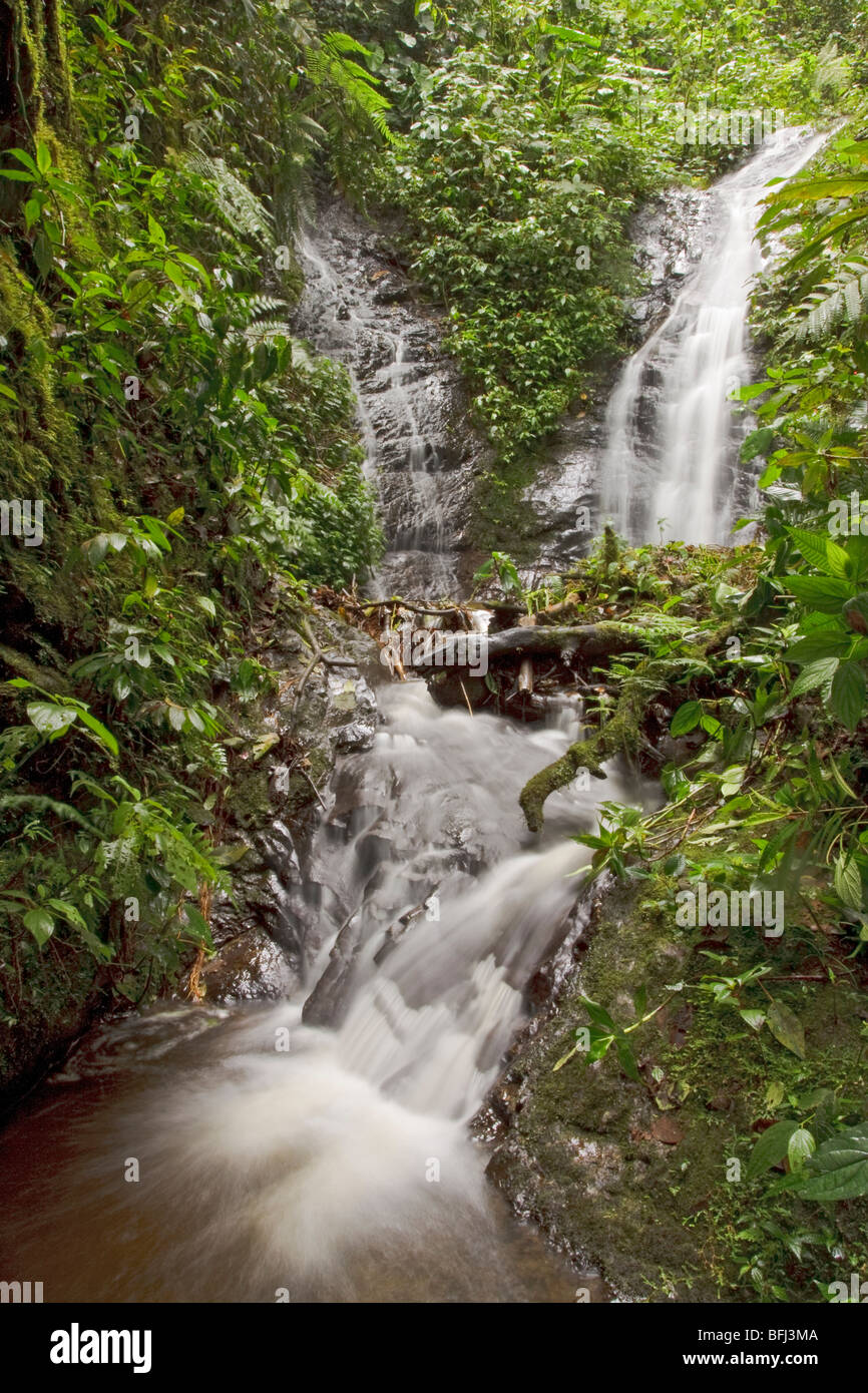 A waterfall in the Tandayapa Valley of Ecuador. Stock Photo