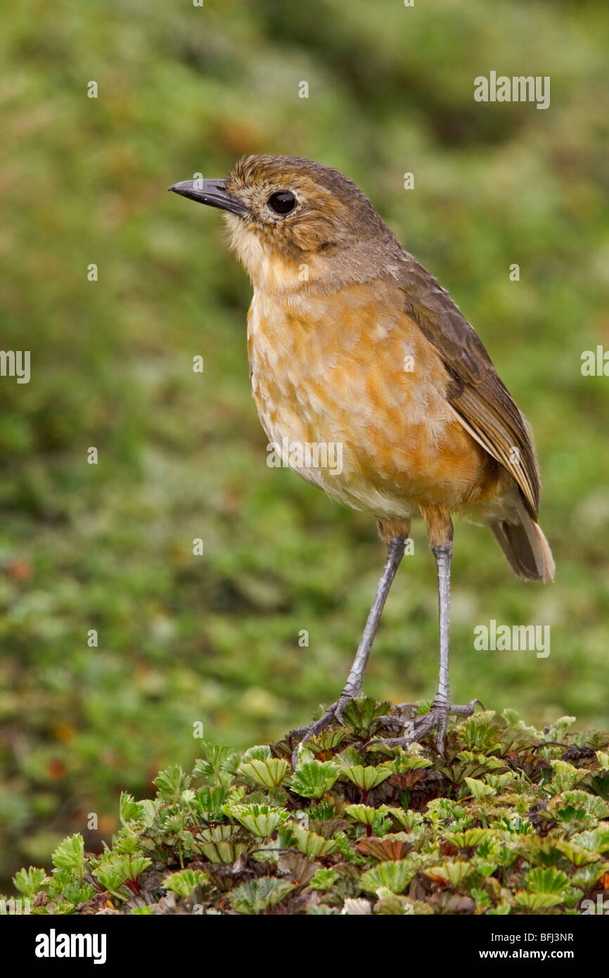 Tawny Antpitta (Grallaria quitensis) perched on paramo vegetation in the highlands of Ecuador. Stock Photo
