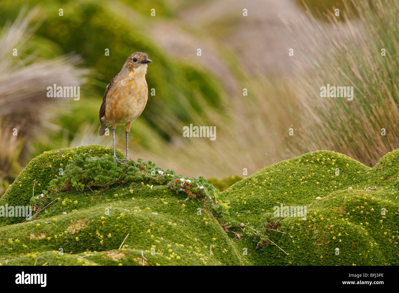 Tawny Antpitta (Grallaria quitensis) perched on paramo vegetation in the highlands of Ecuador. Stock Photo