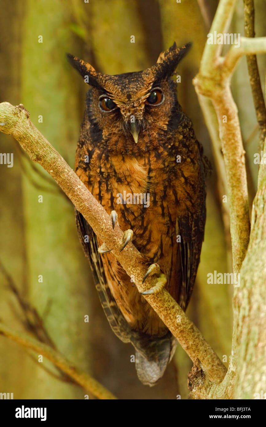 Tawny-bellied Screech-Owl (Otus watsonii) perched on a branch near the Napo River in Amazonian Ecuador. Stock Photo