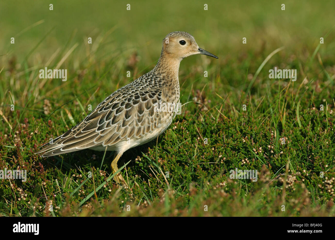 Buff-breasted Sandpiper on grassland Stock Photo - Alamy