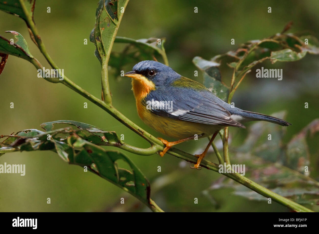 Tropical Parula (Parula pitiayumi) perched on a branch in the Milpe reserve in northwest Ecuador. Stock Photo