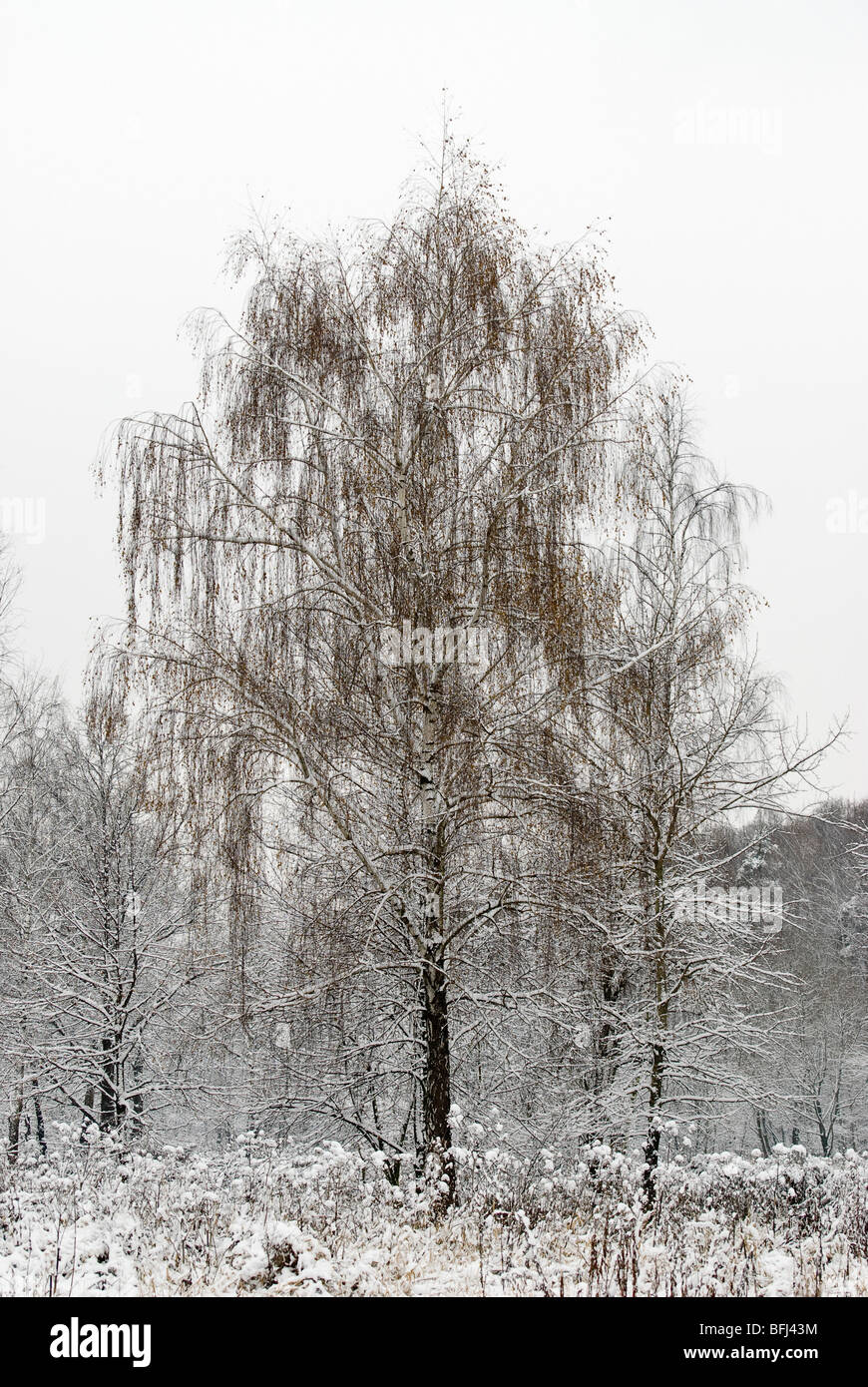 Single birch tree. Winter Stock Photo