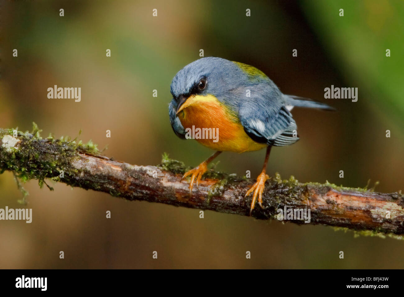 Tropical Parula (Parula pitiayumi) perched on a branch in the Milpe reserve in northwest Ecuador. Stock Photo
