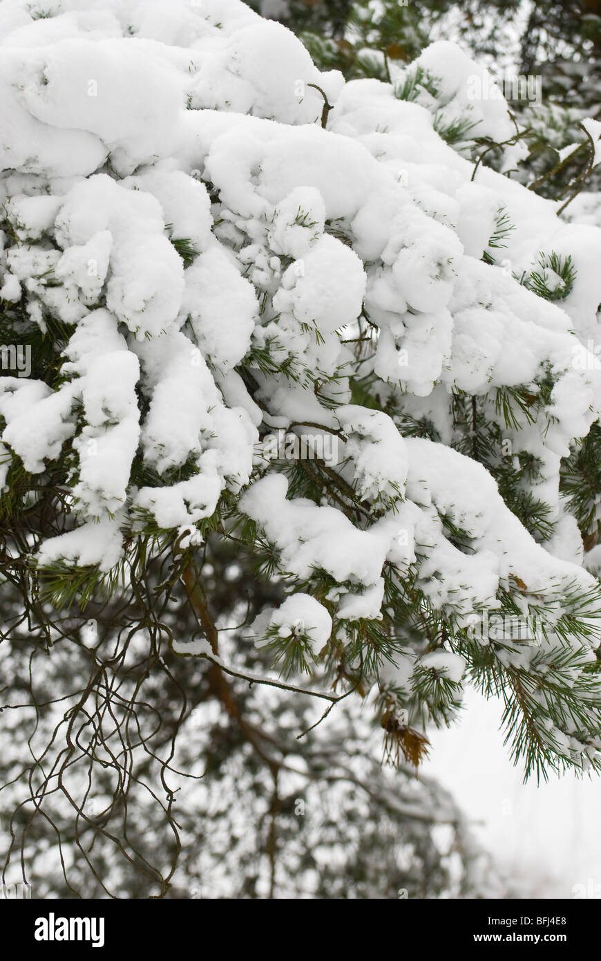 Pine brances with white snow above Stock Photo - Alamy