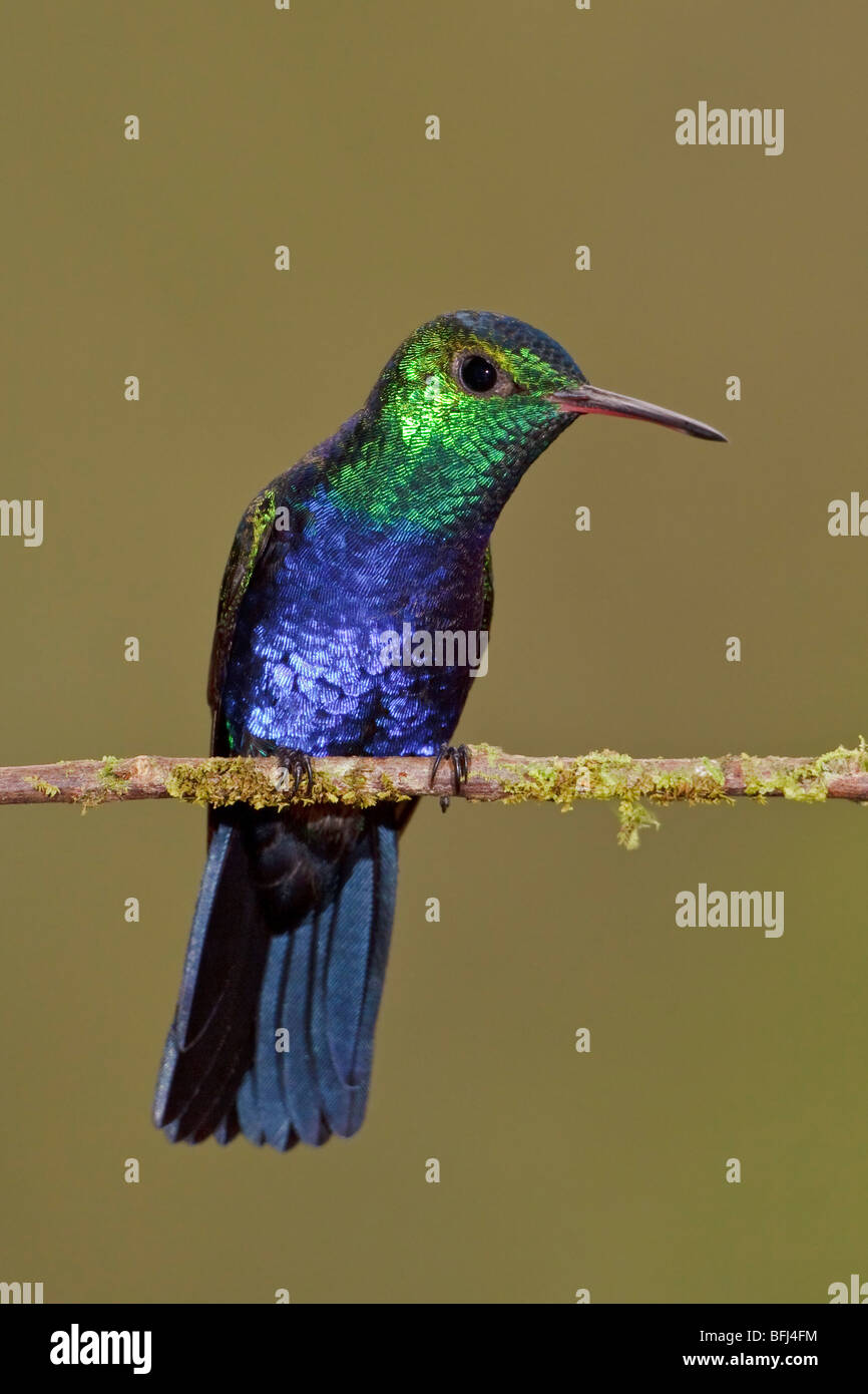 Violet-bellied Hummingbird (Damophila julie) perched on a branch at Buenaventura Lodge in southwest Ecuador. Stock Photo