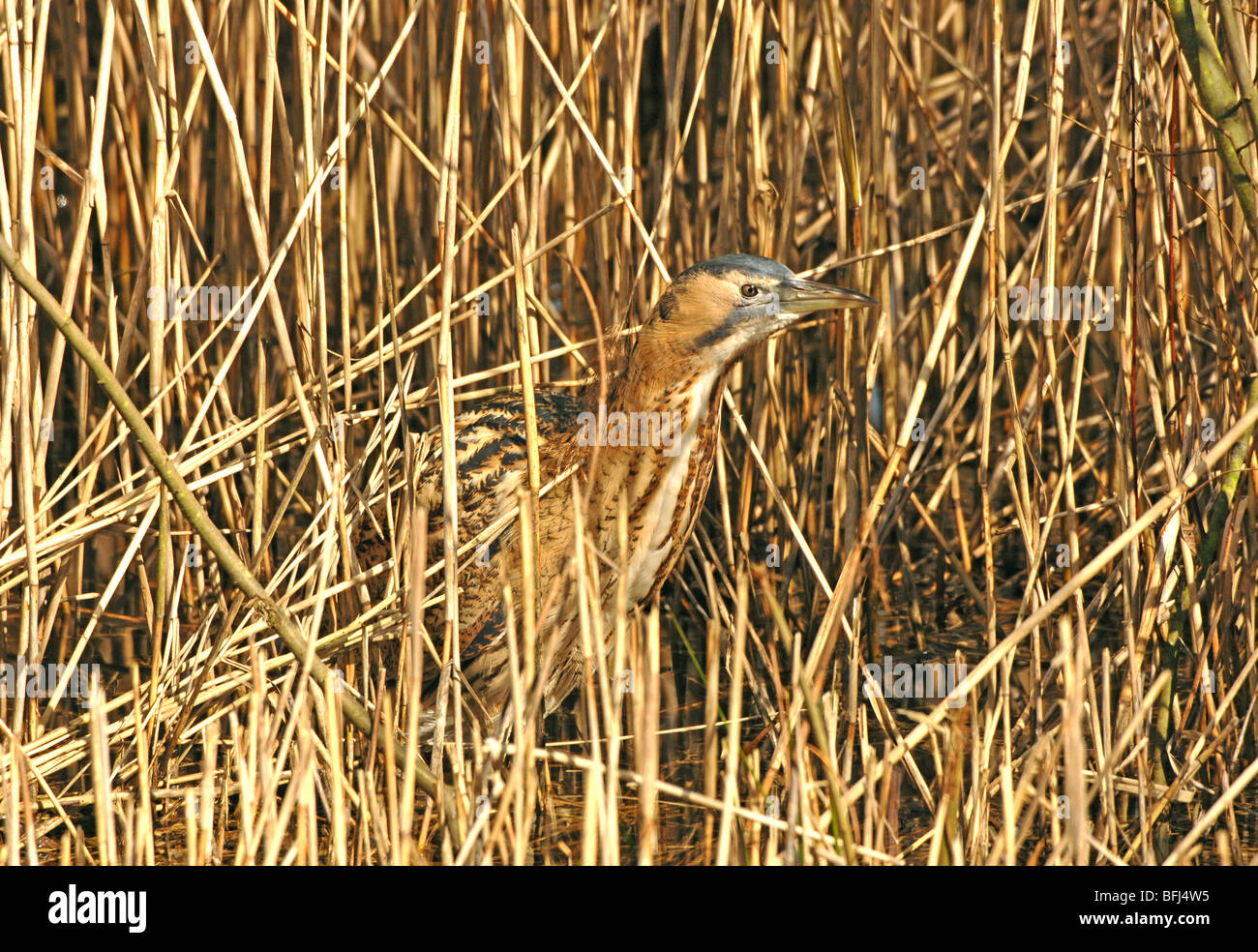 Very rare british breeding bird hi-res stock photography and images - Alamy