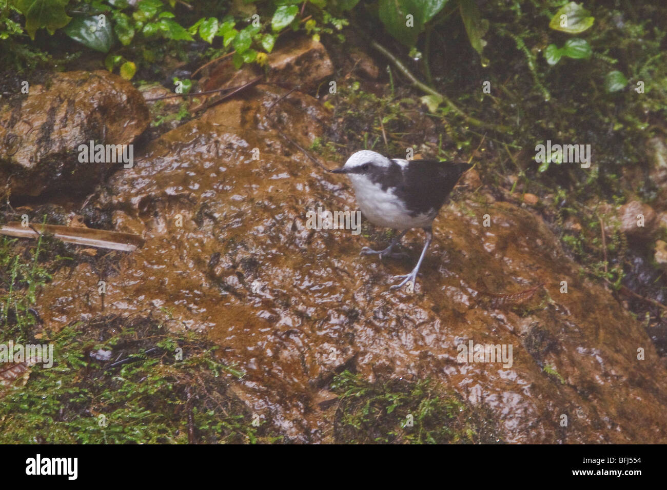 White-capped Dipper (Cinclus leucocephalus) perched on a branch at the Mindo Loma  reserve in northwest Ecuador. Stock Photo