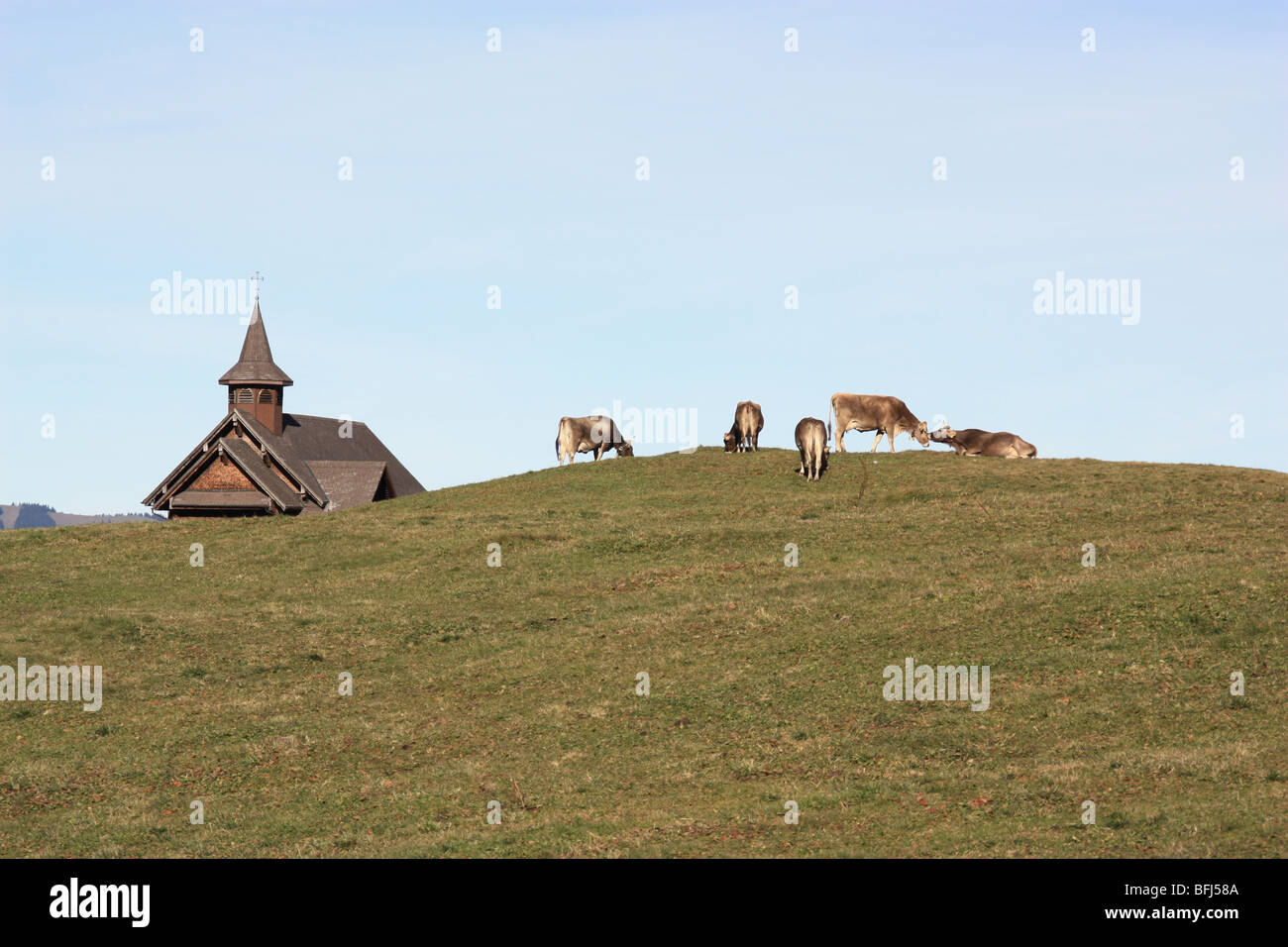 cow scenery with church building. Rural chapel on the horizon, with a group of brown and white cows grazing on a green meadow before the blue sky. Stock Photo
