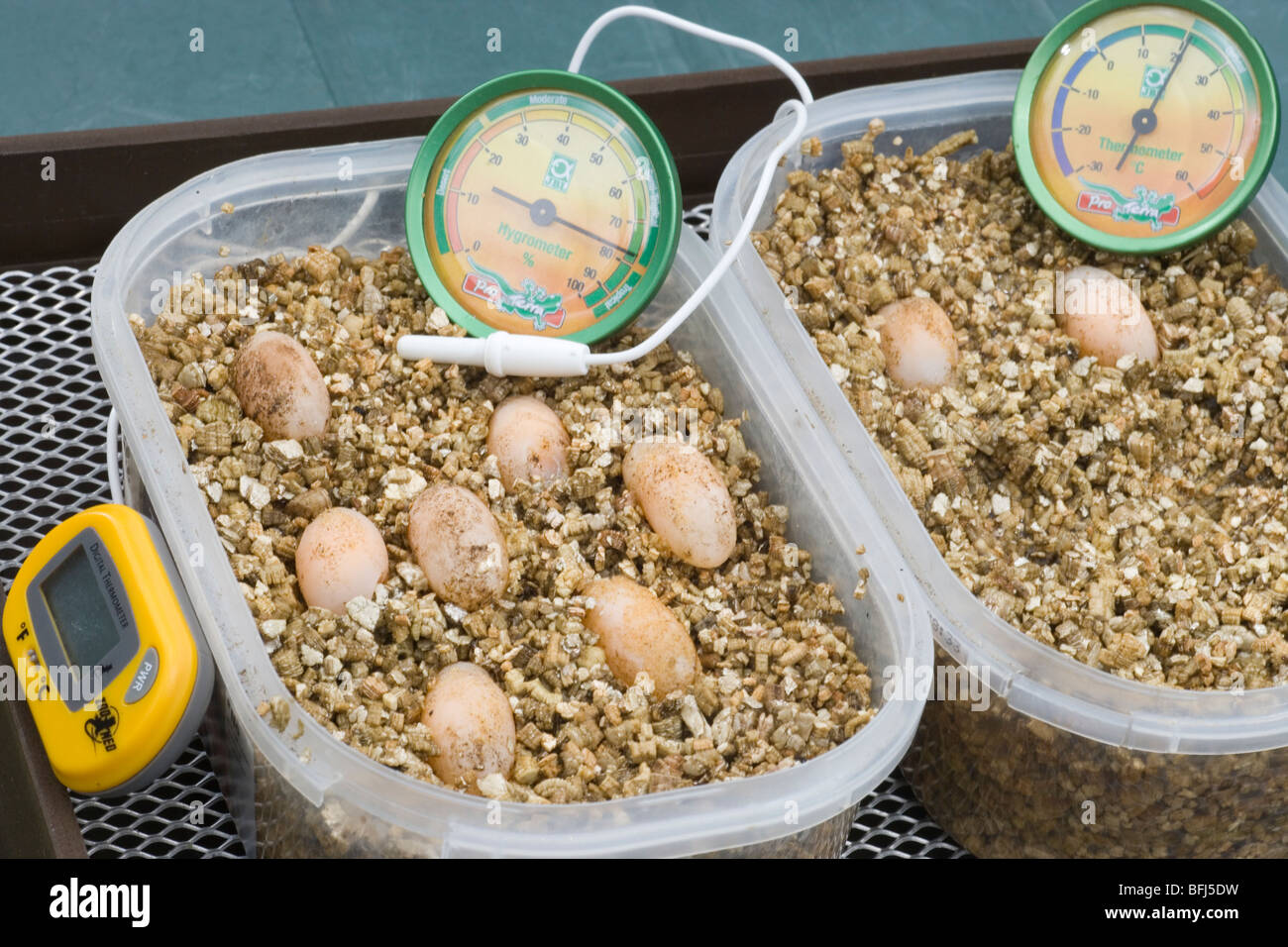 Incubation of embryos High Resolution Stock Photography and Images Alamy