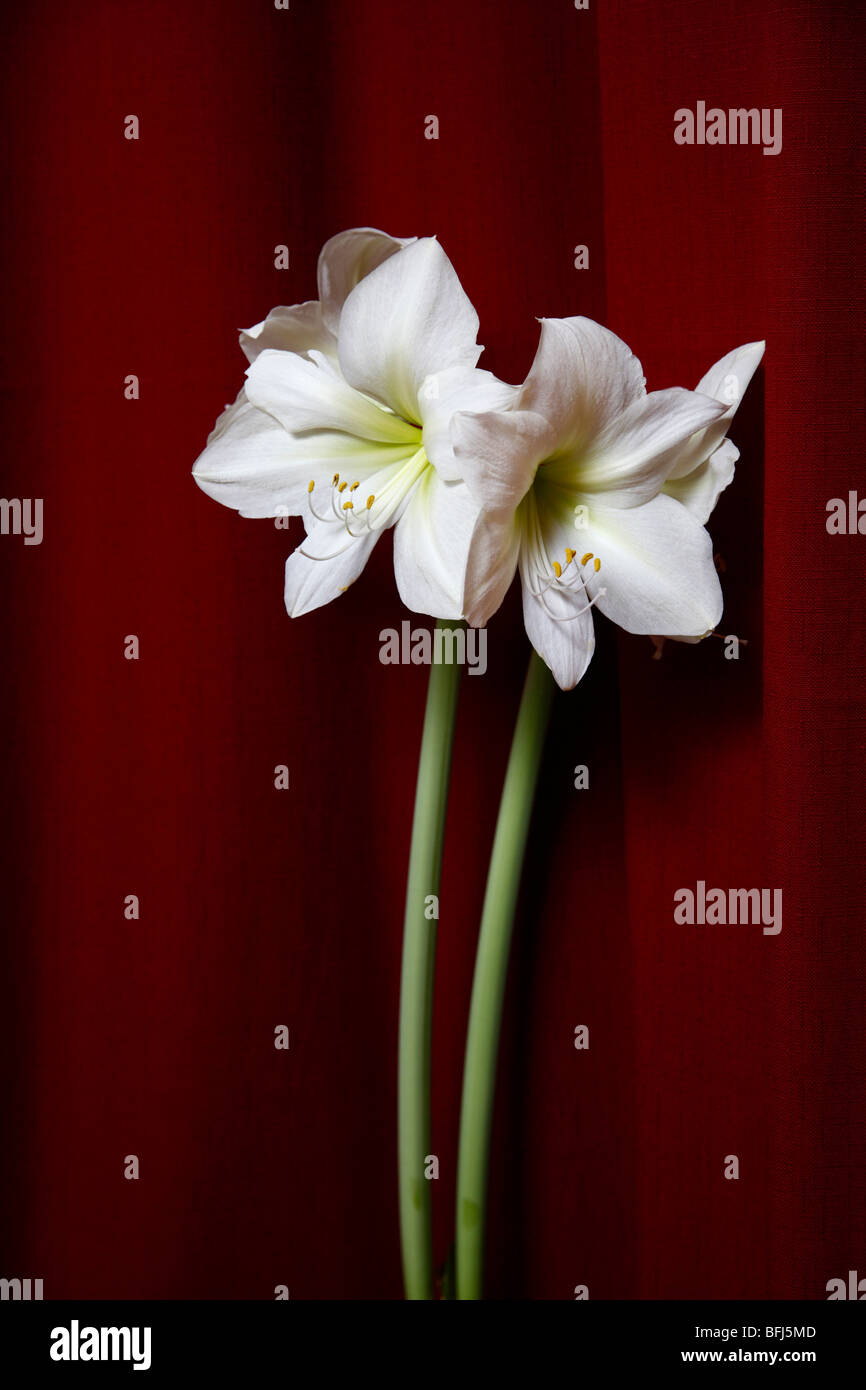 Amaryllis in front of a red curtain, Sweden. Stock Photo