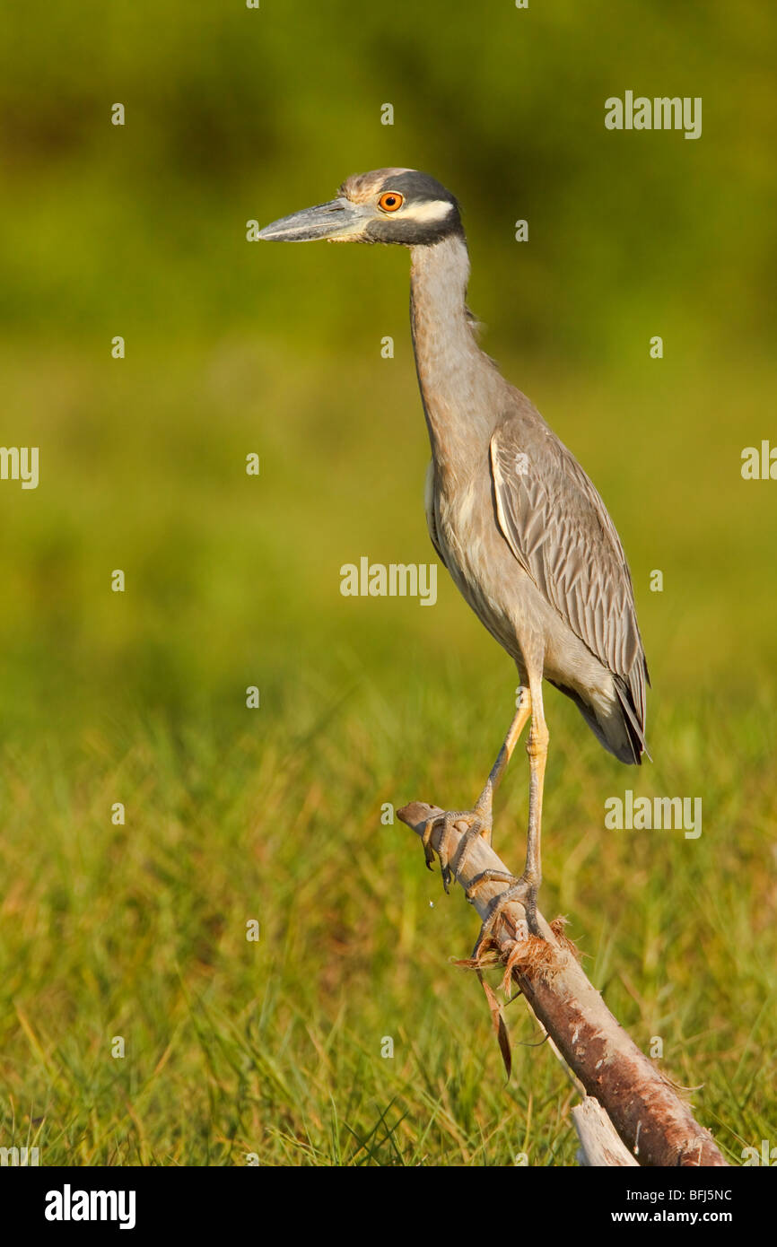 Yellow-crowned Night-Heron (Nyctanassa violacea) perched on a branch near a river mouth on the coast of Ecuador. Stock Photo