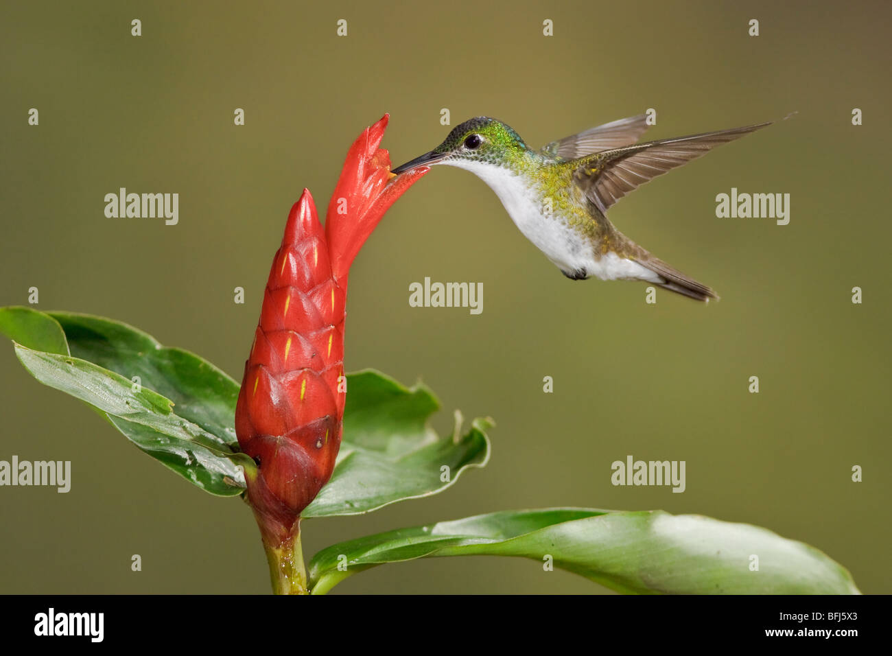 Andean Emerald hummingbird (Amazilia franciae) feeding at a flower while flying at Bueneventura Lodge in southwest Ecuador. Stock Photo