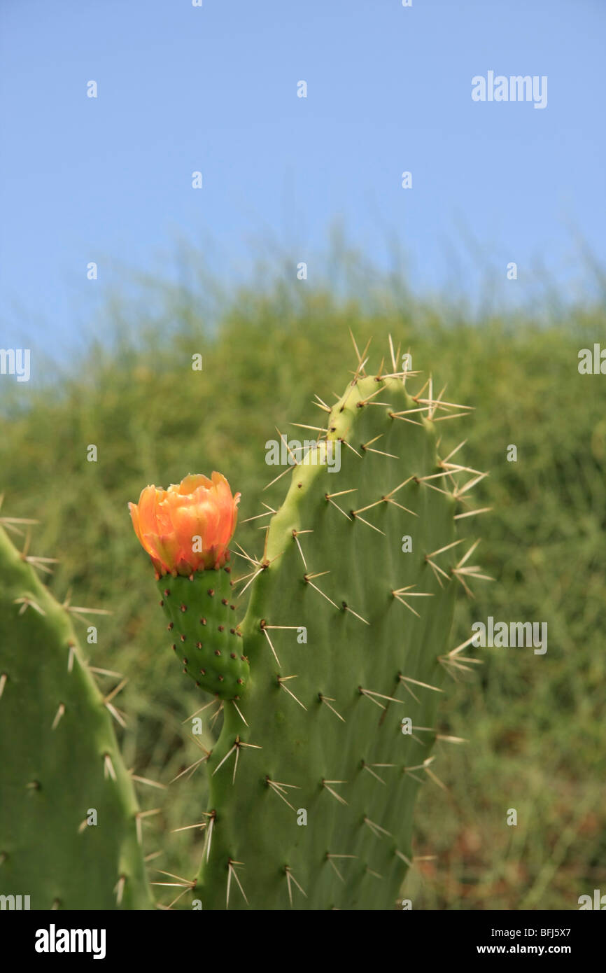 Israel, Prickly Pear on Mount Carmel Stock Photo