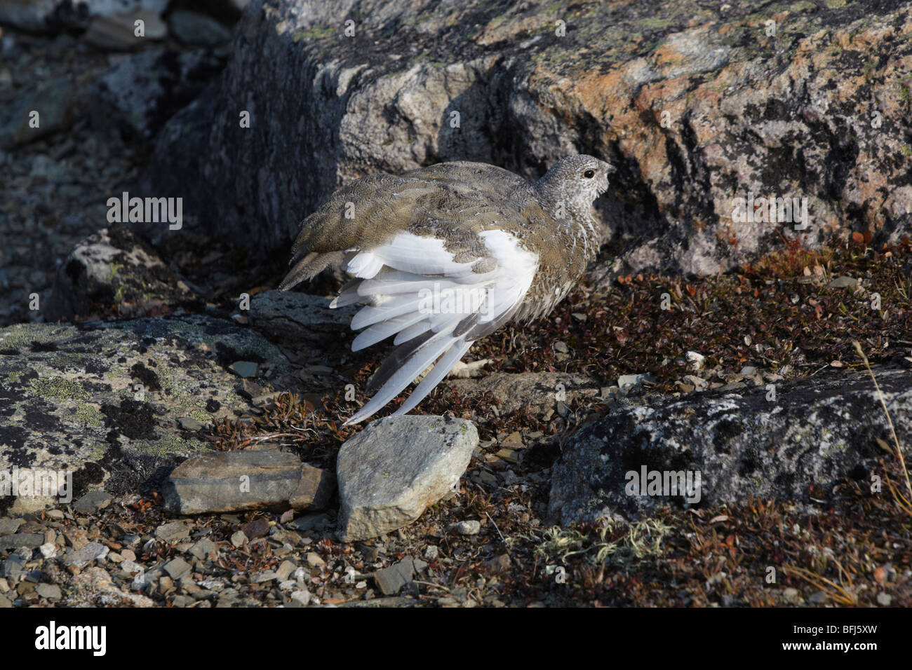 Ptarmigan Flying High Resolution Stock Photography and Images - Alamy