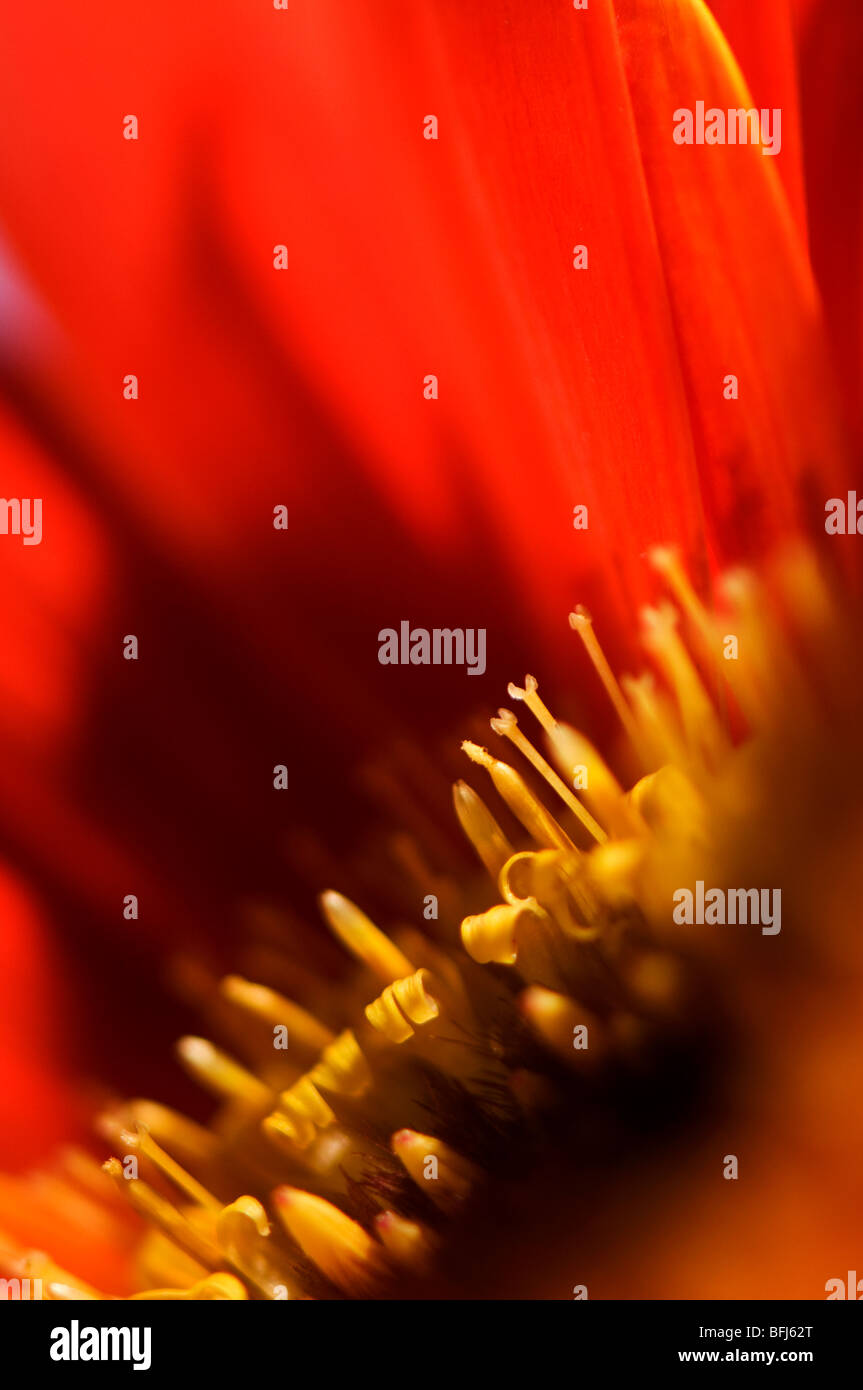 Close-up of red gerbera daisy showing yellow stamens, pistils and trans florets Stock Photo