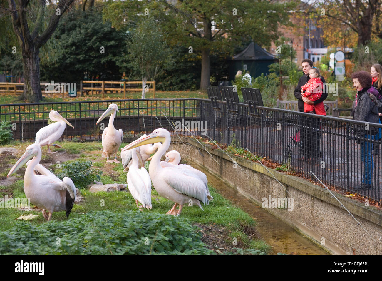 Pelicans (Pelecanus sp.). Enclosure. London Zoo, Regent's Park. Public viewing. Zoological Society of London. Stock Photo