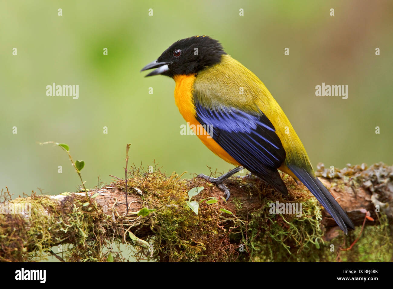 Black-chinned Mountain-Tanager (Anisognathus notabilis) perched on a ...