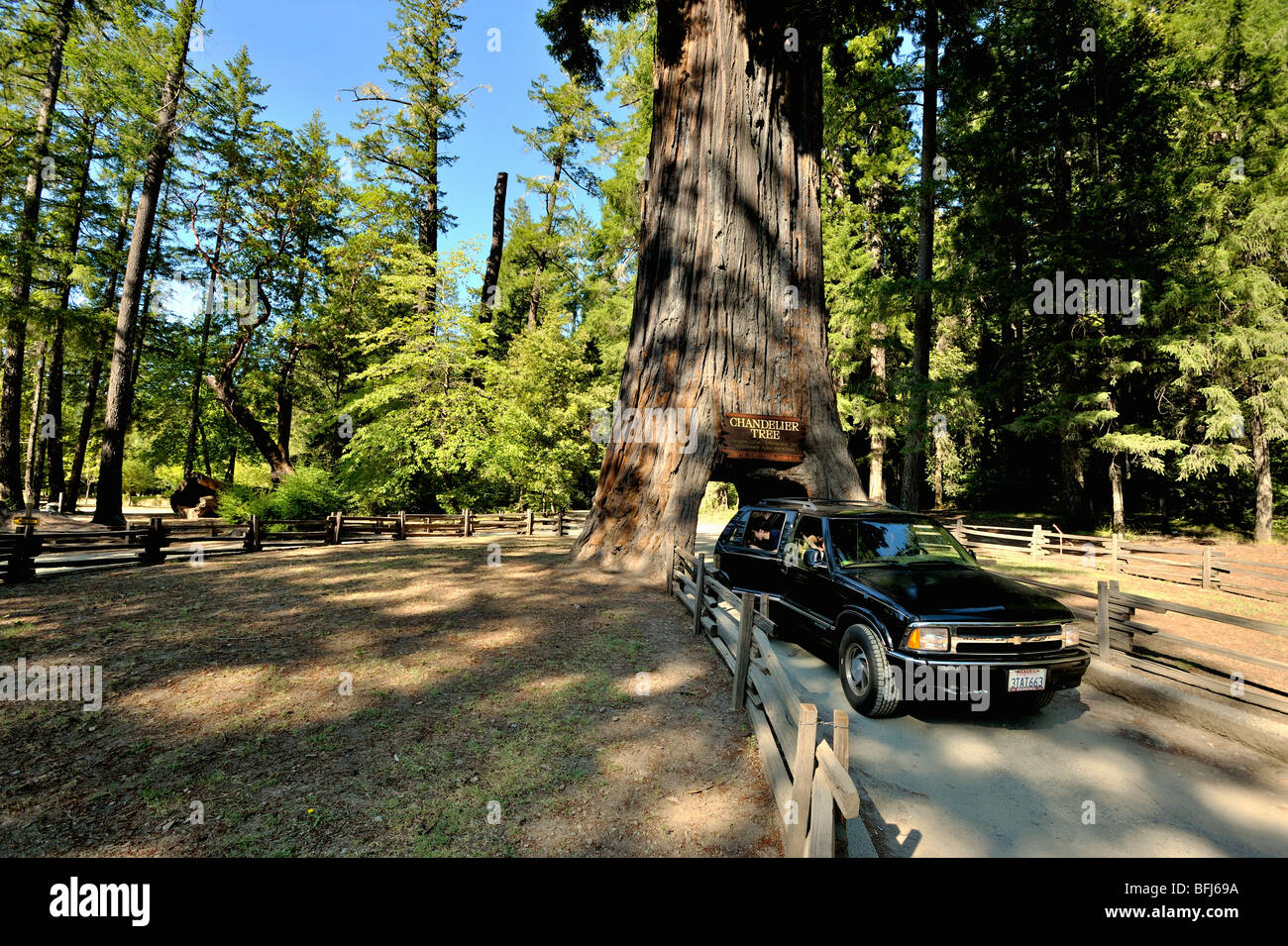 Chandelier tree in the coastal Redwood forests of north California, USA