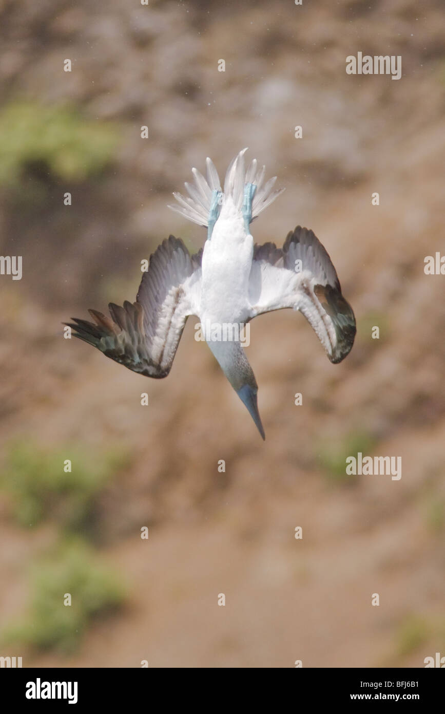 Blue-footed Booby (Sula nebouxii) searching for food while flying along the coast of Ecuador. Stock Photo