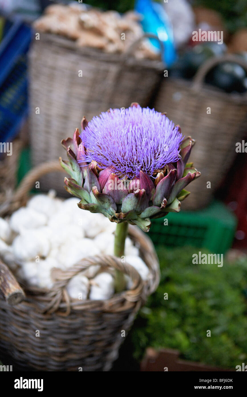 South africa purple blooms hires stock photography and images Alamy