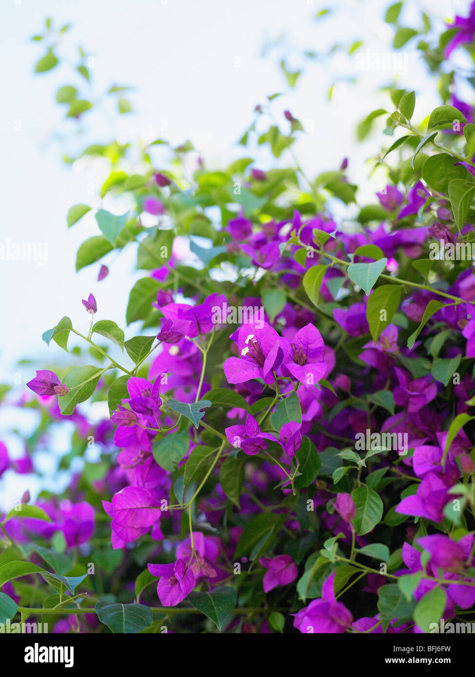 Clinging vine with purple flowers, South Africa Stock Photo Alamy