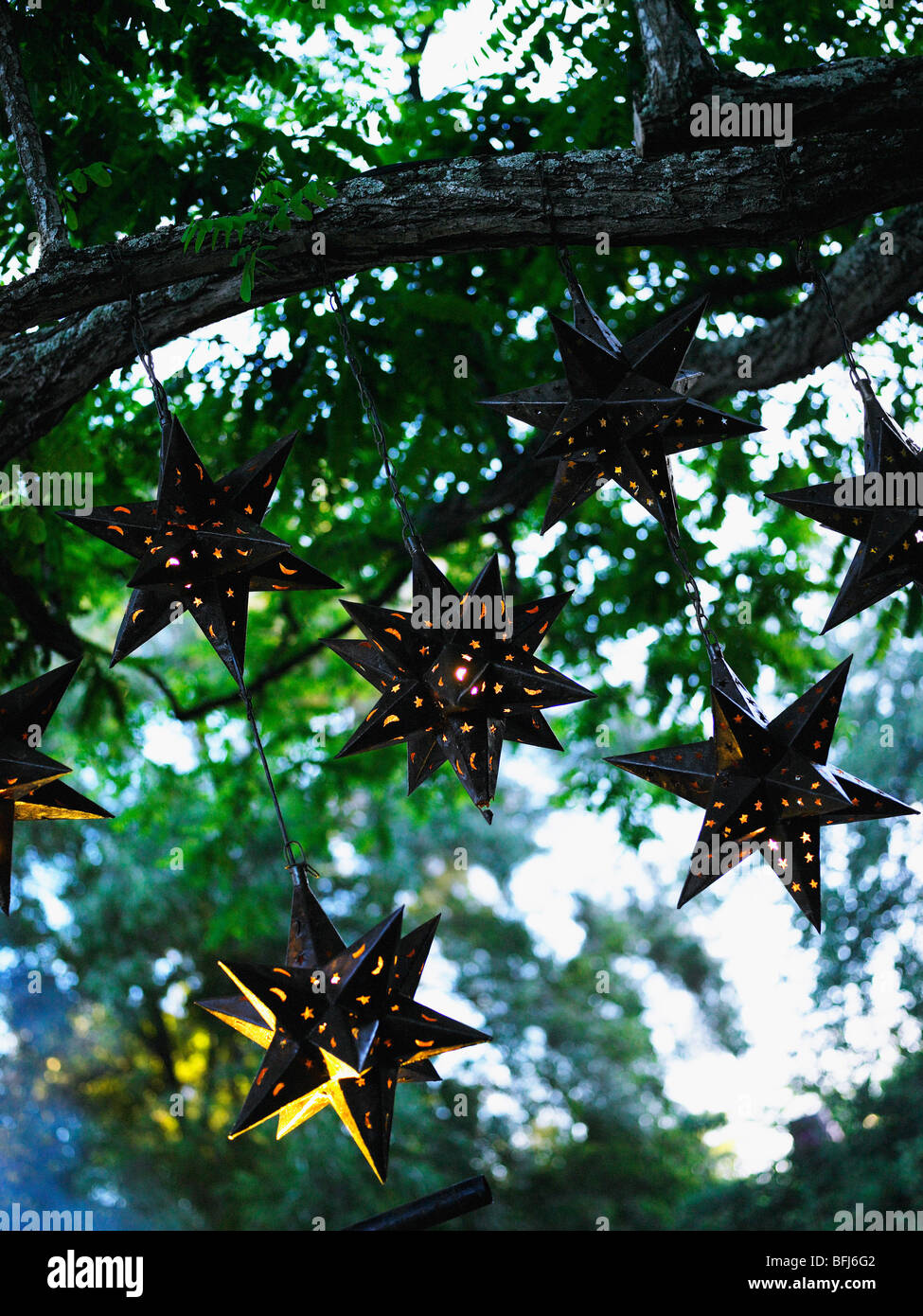 Star-shaped lanterns hanging in a tree, South Africa. Stock Photo