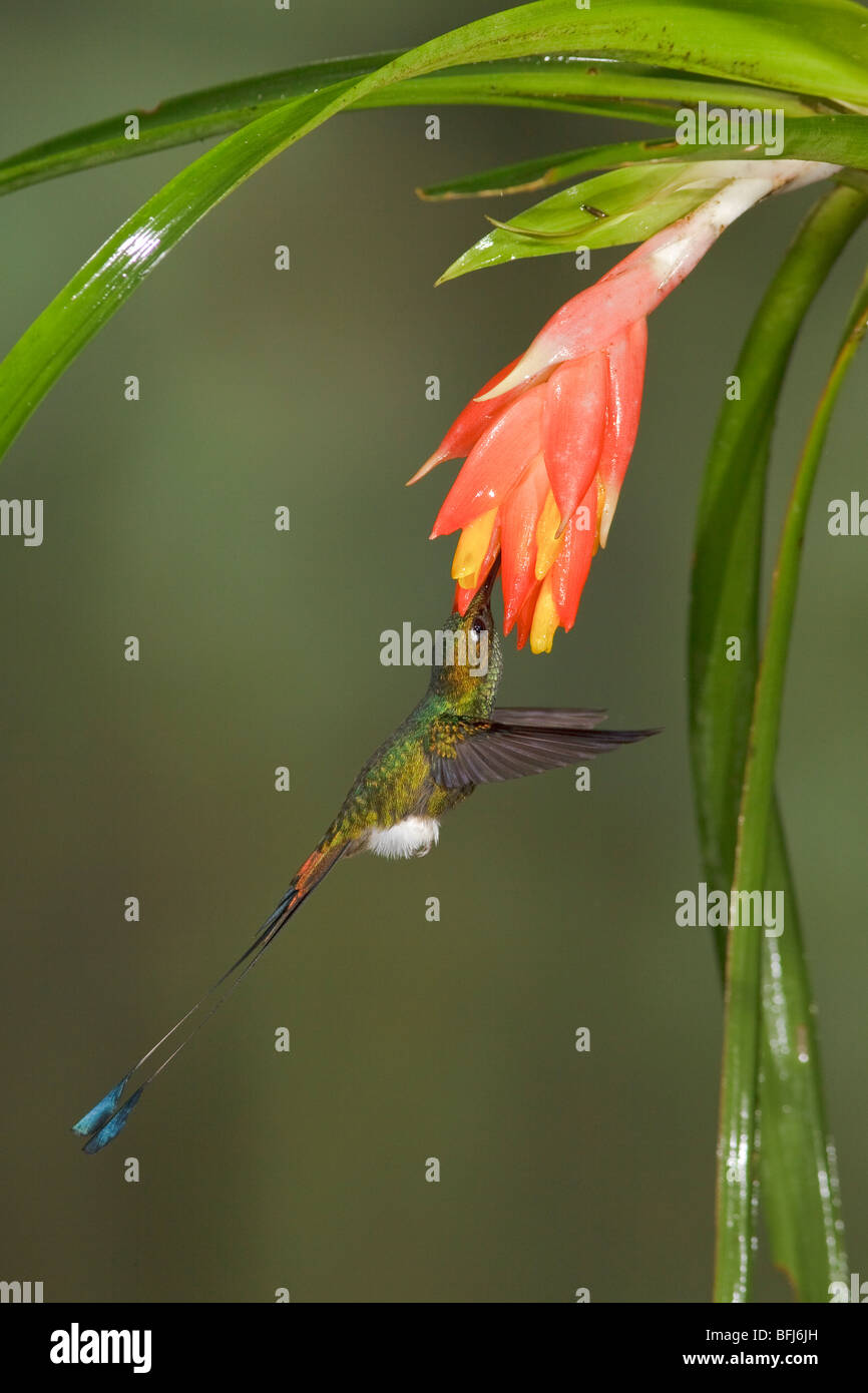 A Booted Racket-tail hummingbird (Ocreatus underwoodii) feeding at a flower while flying in the Tandayapa Valley of Ecuador. Stock Photo