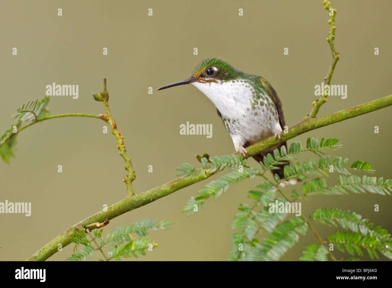 A Booted Racket-tail hummingbird (Ocreatus underwoodii) perched on a branch in the Tandayapa Valley of Ecuador. Stock Photo