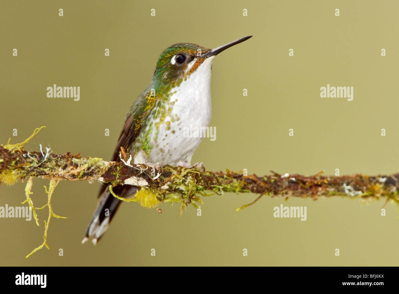 A Booted Racket-tail hummingbird (Ocreatus underwoodii) perched on a branch in the Tandayapa Valley of Ecuador. Stock Photo