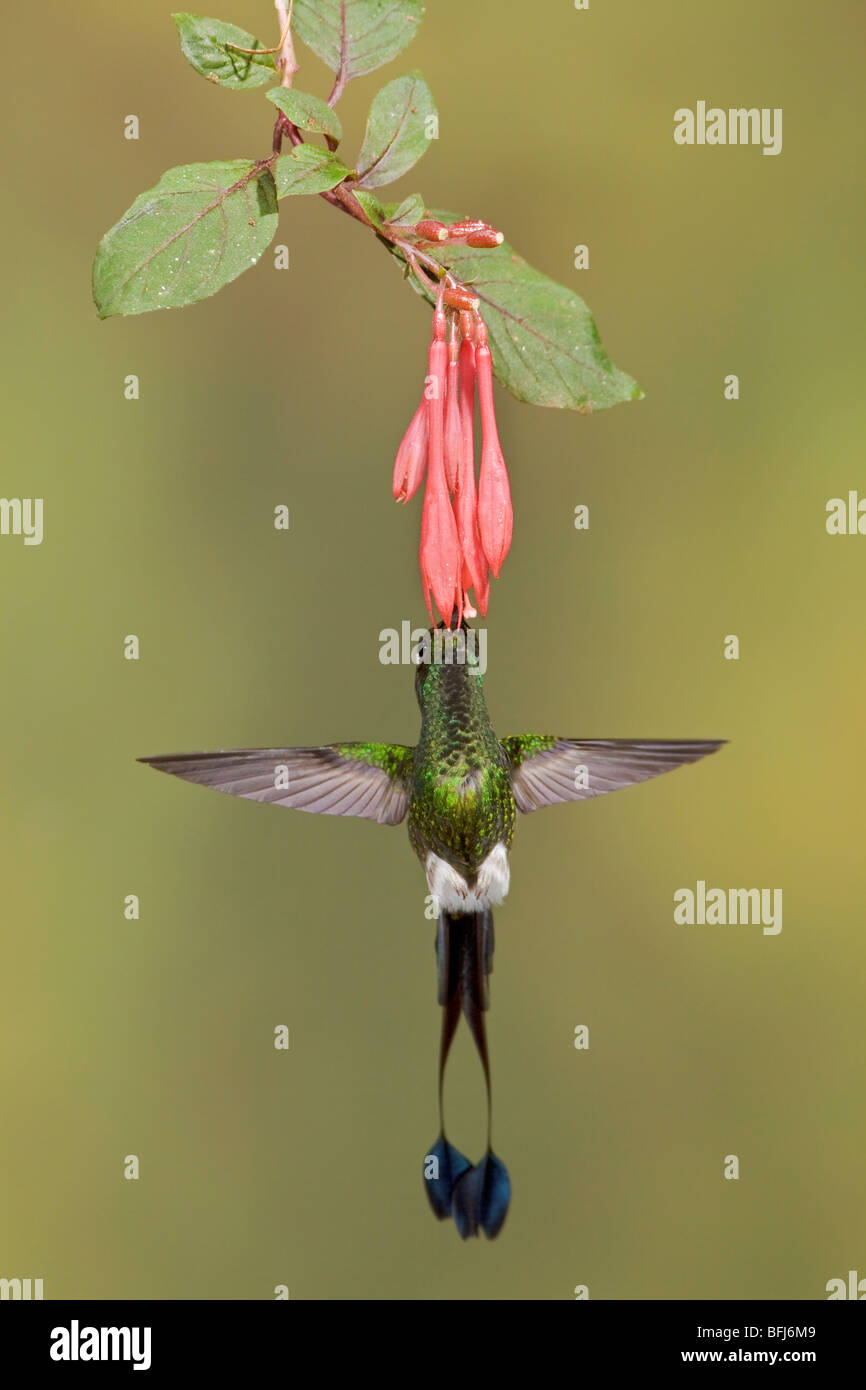Booted Racket-tail hummingbird (Ocreatus underwoodii) Stock Photo