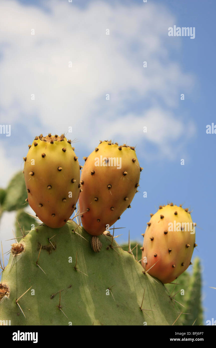 Israel, Prickly Pear on Mount Carmel Stock Photo