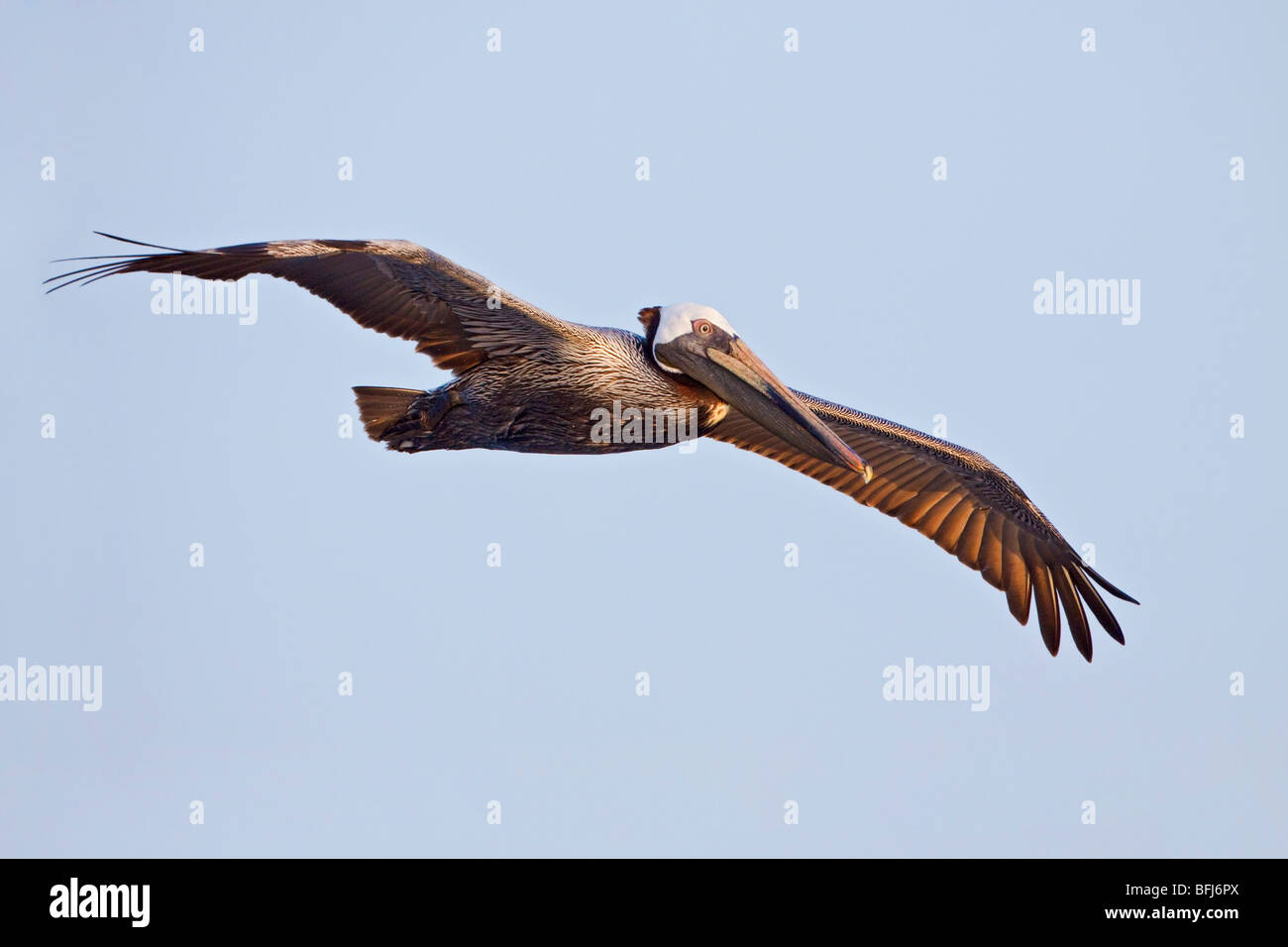 Brown Pelican (Pelecanus occidentalis) searching for food while flying off the coast of Ecuador. Stock Photo