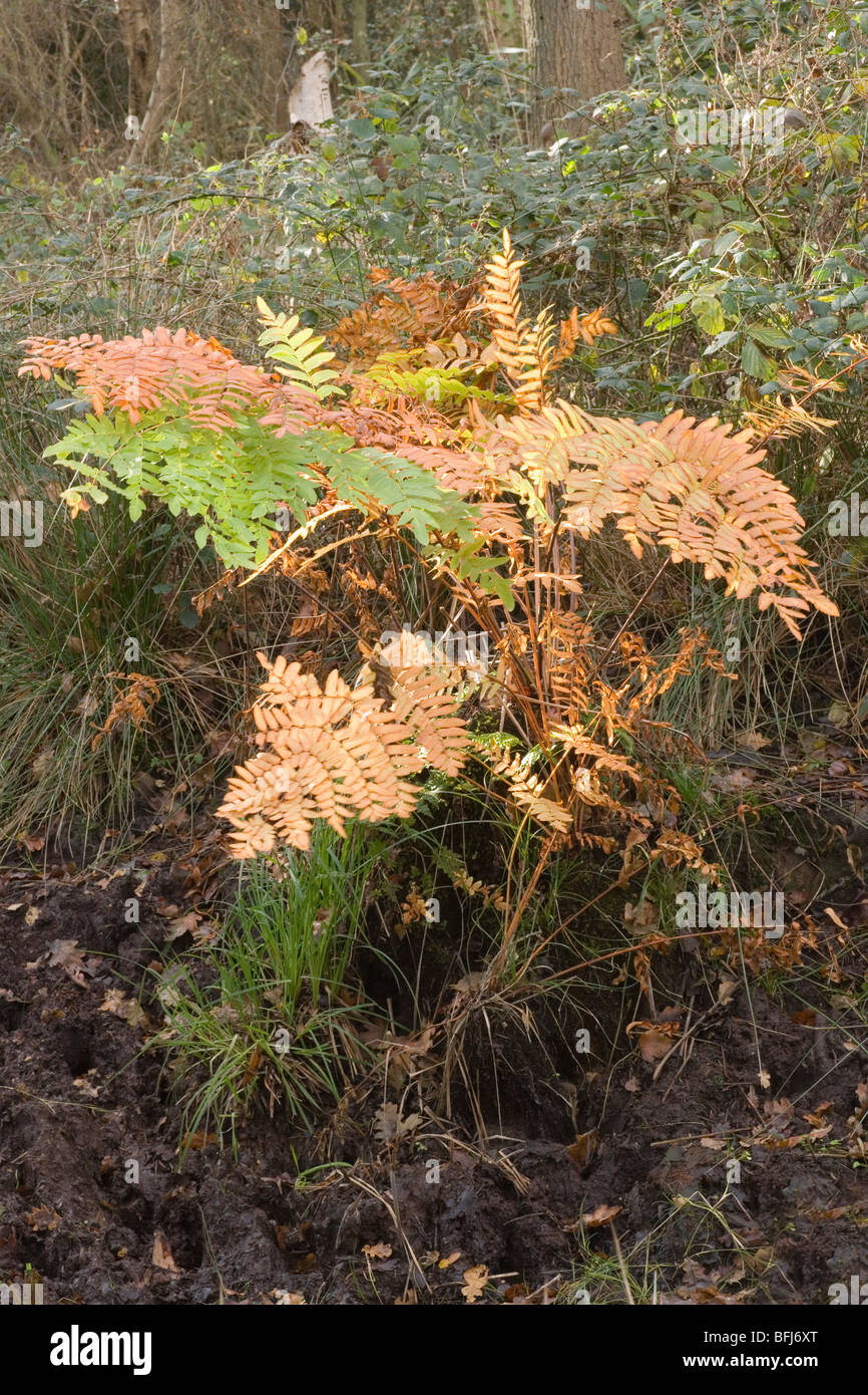 Royal Fern Osmunda regalis.  Fronds or leaves in autumn colours. October. Stock Photo