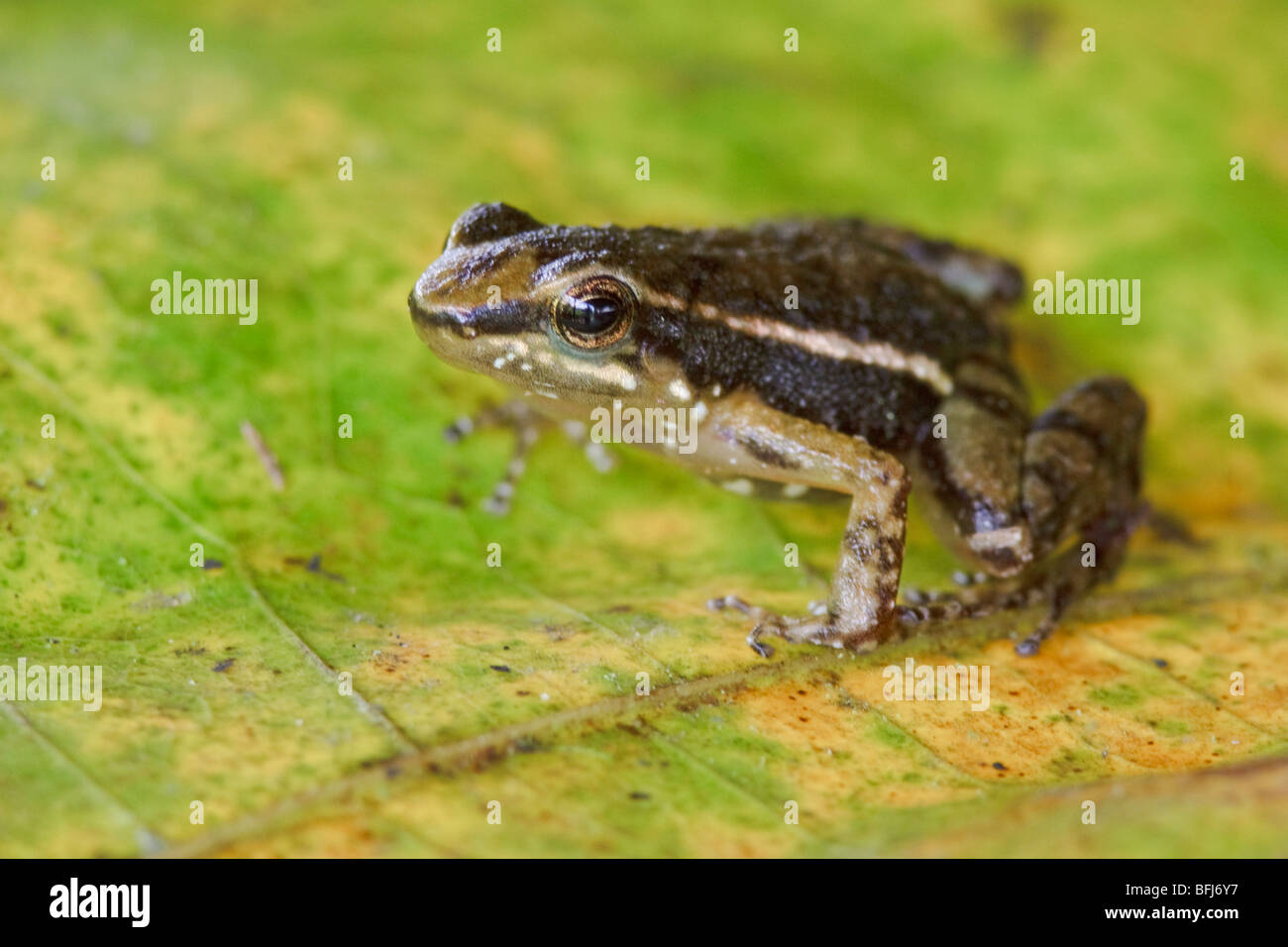 A frog perched on a leaf at Buenaventura Lodge in southwest Ecuador. Stock Photo