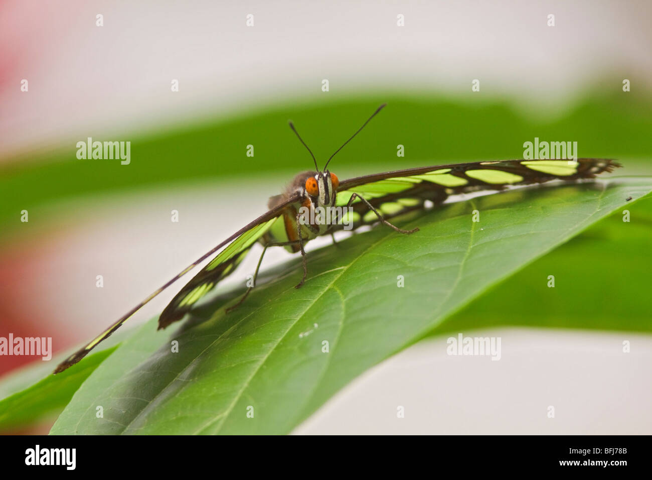 A butterfly perched on a leaf in Ecuador. Stock Photo