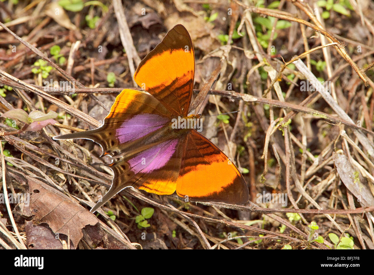 A butterfly in the Milpe reserve in northwest Ecuador. Stock Photo