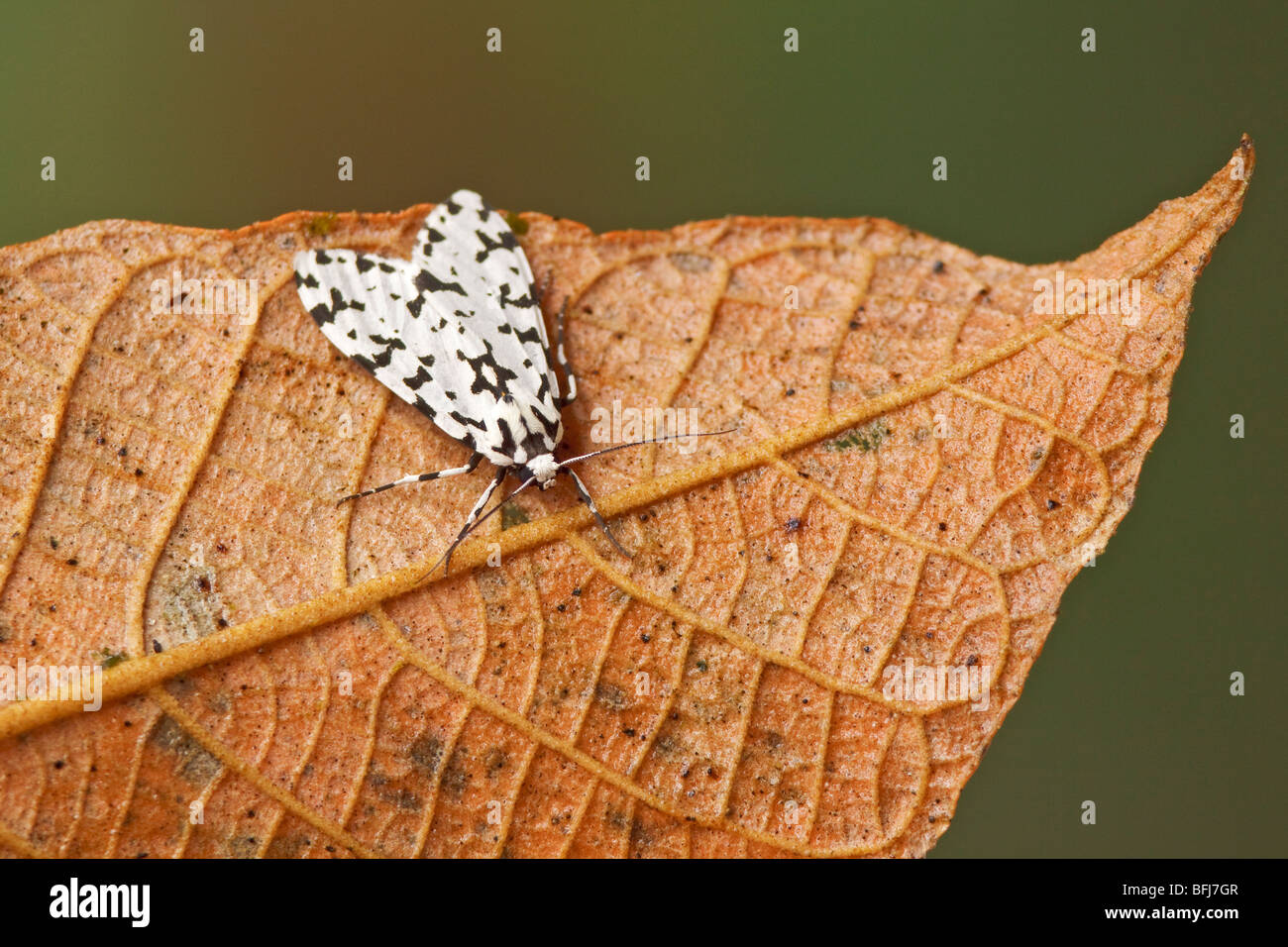A moth in the Tandayapa Valley of Ecuador Stock Photo - Alamy