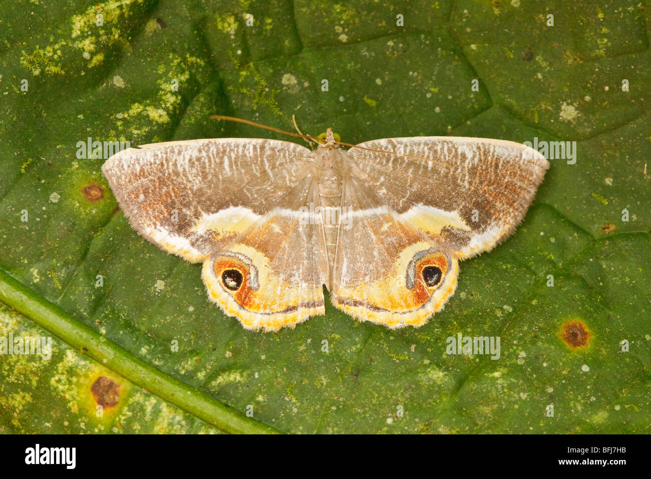 A moth on a leaf in the Tandayapa Valley of Ecuador Stock Photo - Alamy