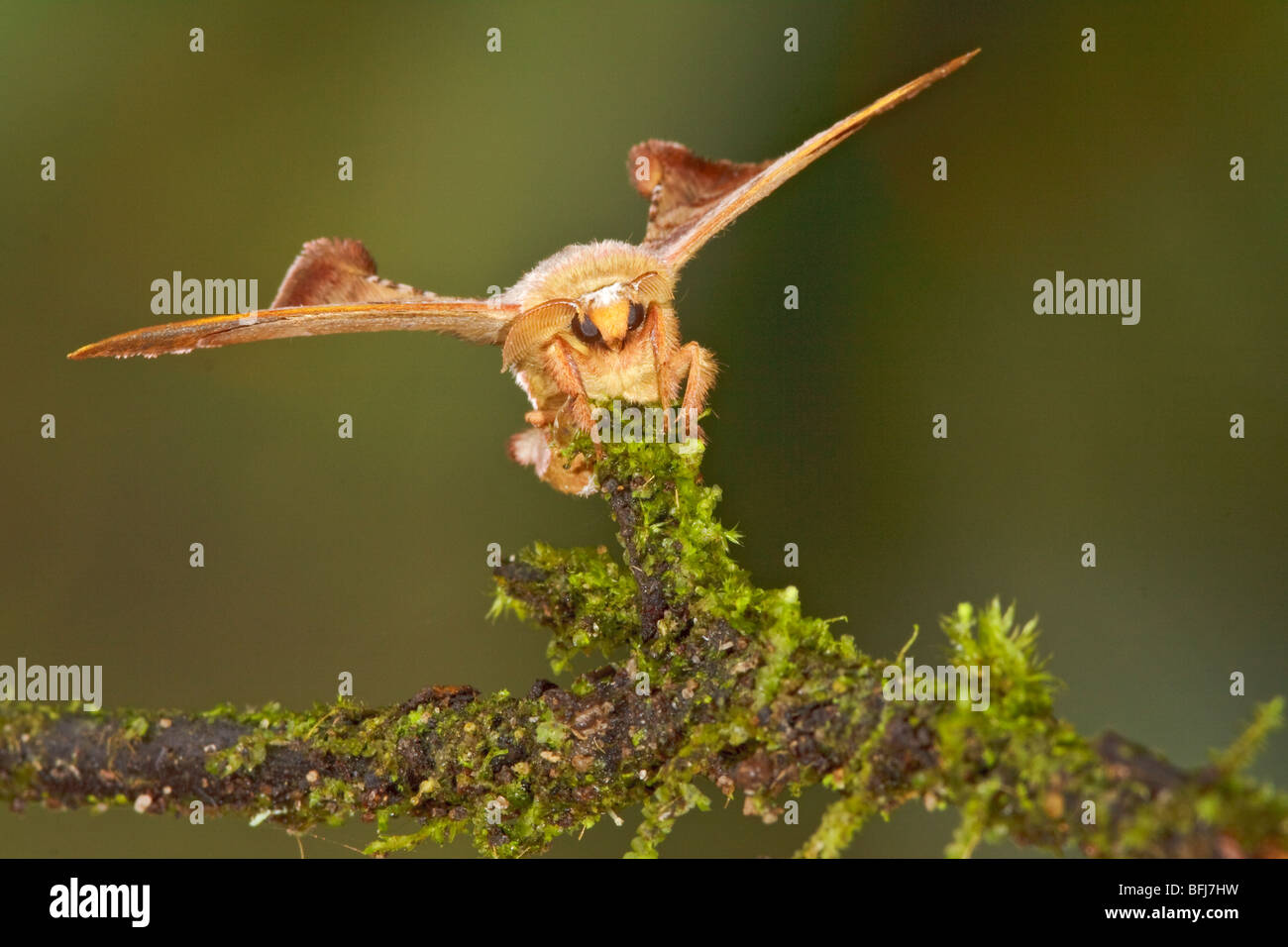 A moth on a branch in the Tandayapa Valley of Ecuador Stock Photo - Alamy